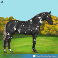 Horse Color:White Spotted Liver Chestnut 