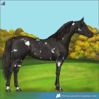Horse Color:White Spotted Liver Chestnut 