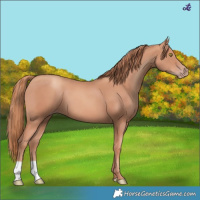 Horse Color:Gold Champagne 