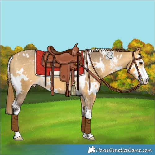 Horse Color:White Spotted Buckskin Dun Sabino Appaloosa 