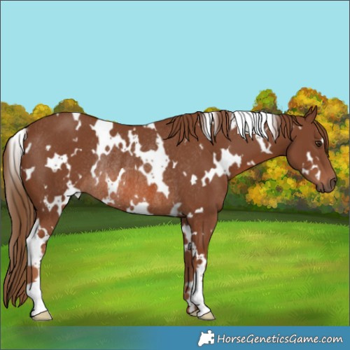 Horse Color:White Spotted Chestnut Rabicano 