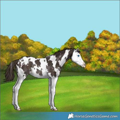 Horse Color:White Spotted Liver Chestnut Splash Varnish Rabicano 