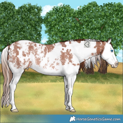 Horse Color:White Spotted Chestnut Sabino Splash Appaloosa Rabicano 