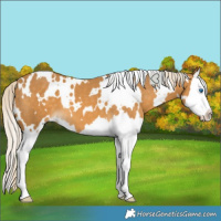 Horse Color:White Spotted Palomino Splash 