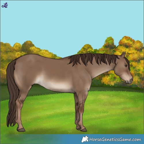 Horse Color:Liver Red Dun 
