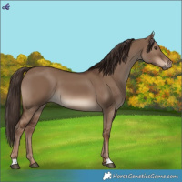 Horse Color:Liver Red Dun 