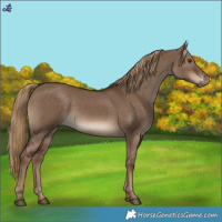 Horse Color:Liver Red Dun 