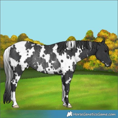 Horse Color:White Spotted Black Rabicano 