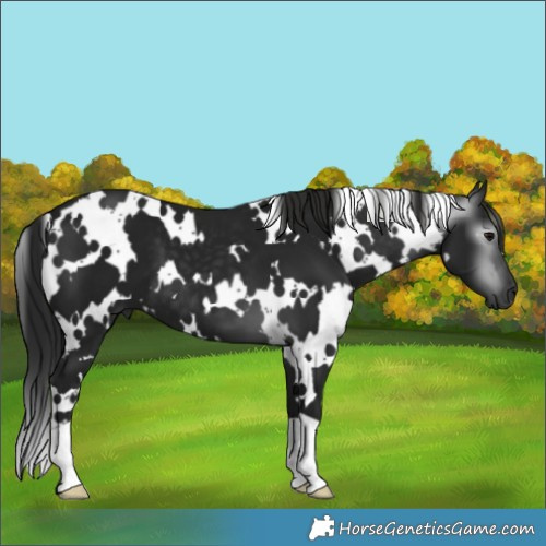 Horse Color:Gray White Spotted Black 