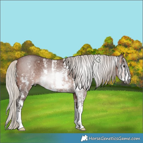 Horse Color:Gray Silver Bay Sabino Rabicano 