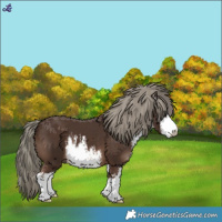 Horse Color:White Spotted Liver Chestnut Mushroom 