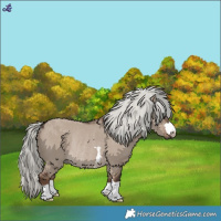 Horse Color:Liver Red Dun Mushroom Rabicano 