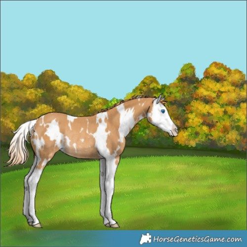 Horse Color:White Spotted Chestnut Splash Rabicano 