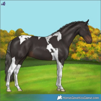 Horse Color:Liver Chestnut Mushroom Tobiano 