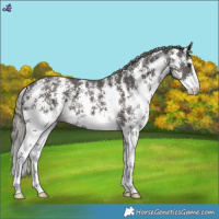 Horse Color:Liver Chestnut Mushroom Sabino 