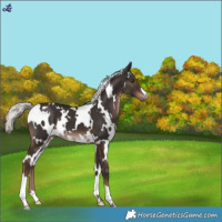 Horse Color:White Spotted Liver Chestnut Mushroom 