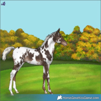 Horse Color:White Spotted Liver Chestnut Mushroom Appaloosa