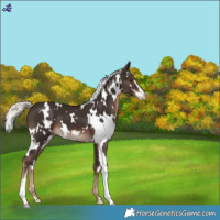 Horse Color:White Spotted Liver Chestnut Mushroom Sabino Appaloosa 
