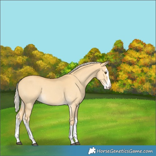Horse Color:Palomino Dun Splash