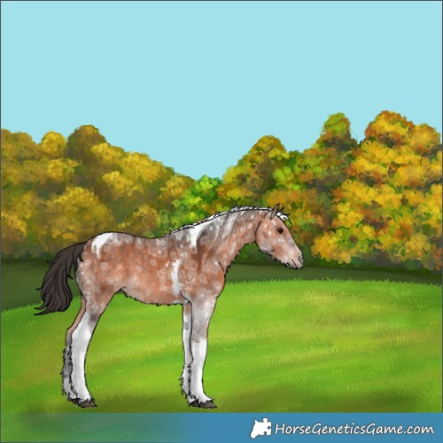 Horse Color:Bay Ice Tobiano Rabicano 