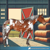 Horse Color:White Spotted Silver Brown 