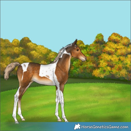 Horse Color:Chocolate Palomino Tobiano 