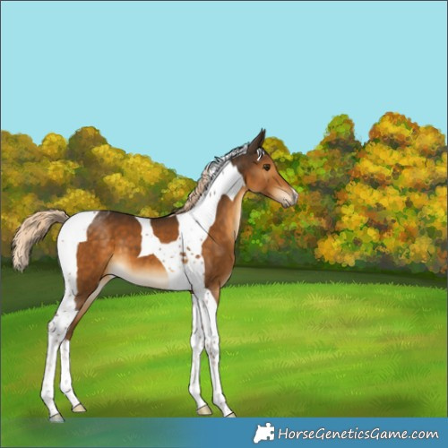 Horse Color:Chocolate Palomino Tobiano 