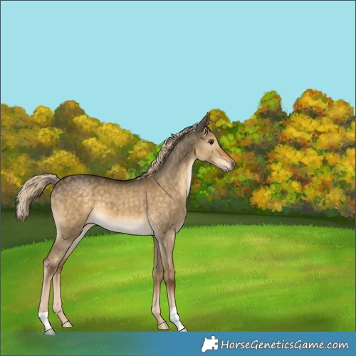 Horse Color:Chocolate Palomino Dun 