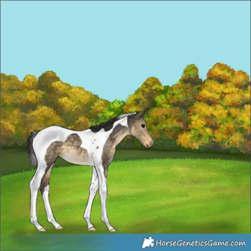 Horse Color:Buckskin Dun Tobiano 