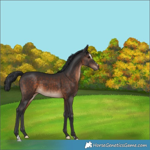 Horse Color:Brown Mushroom Sabino 