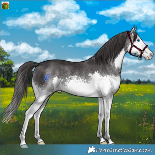 Horse Color:White Spotted Smoky Black Splash Rabicano 