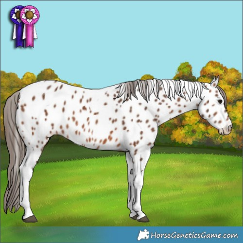 Horse Color:Bay Tobiano Appaloosa 