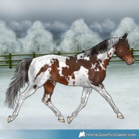 Horse Color:White Spotted Liver Chestnut Tobiano 
