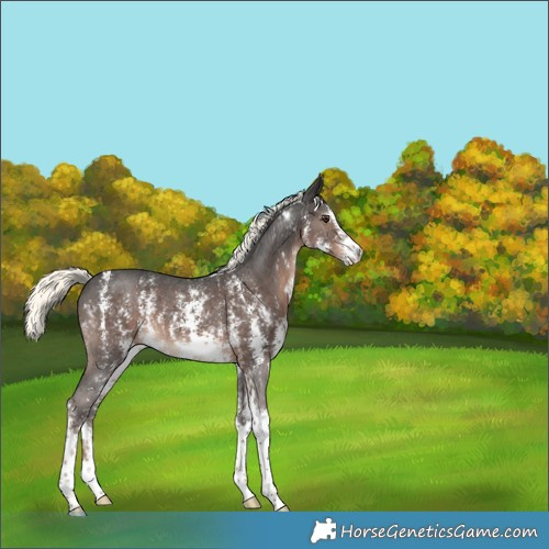 Horse Color:Liver Chestnut Mushroom Sabino 