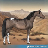 Horse Color:White Spotted Brown Dun Tobiano Rabicano