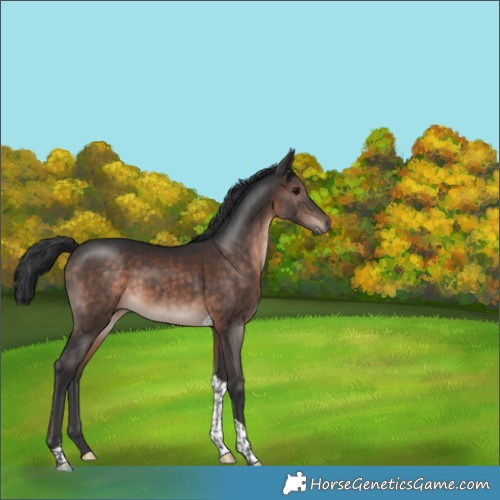 Horse Color:Brown Mushroom Tobiano 