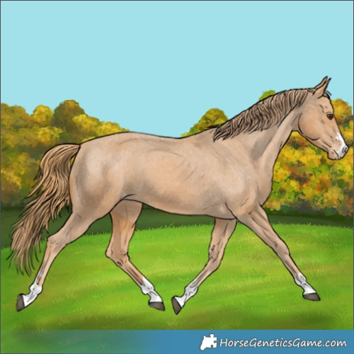 Horse Color:Unknown 