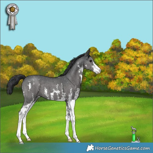 Horse Color:Grullo Sabino 