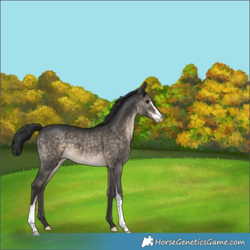 Horse Color:Brown Dun Sabino 