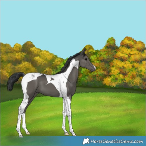 Horse Color:Grullo Tobiano 