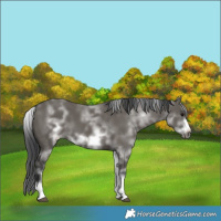 Horse Color:White Spotted Grullo Sabino Frame