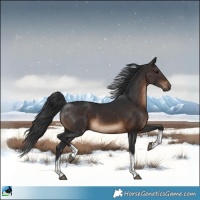 Horse Color:Brown Sabino Tobiano Rabicano