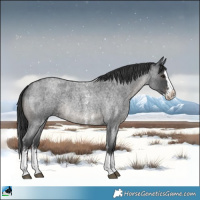 Horse Color:Blue Roan Sabino Splash Rabicano 