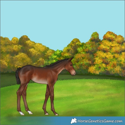 Horse Color:Liver Chestnut 