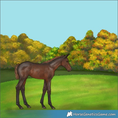 Horse Color:Liver Chestnut 
