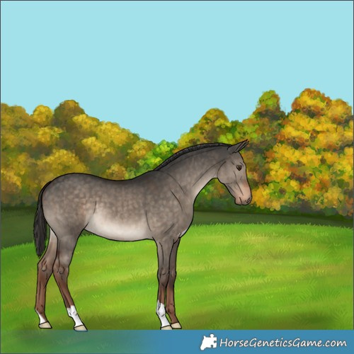 Horse Color:Liver Red Dun Brindle 