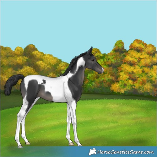 Horse Color:Black Tobiano 
