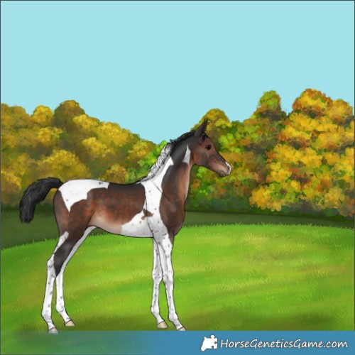Horse Color:Brown Tobiano 