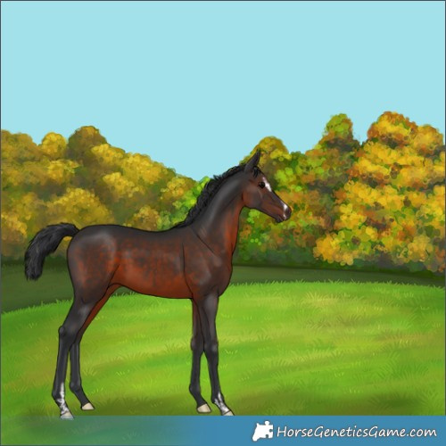Horse Color:Brown Sabino