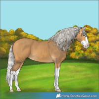 Horse Color:Silver Buckskin Splash